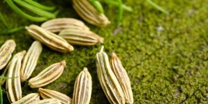 Fennel Seeds
