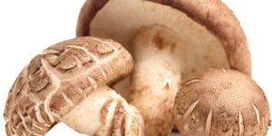 Shiitake Mushroom