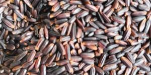 Black Rice