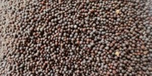 Black Mustard Seeds
