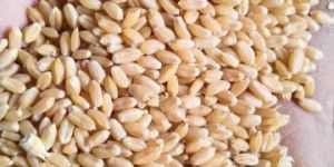 Raw Wheat Grain