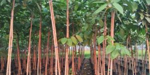 Kadamba Plants