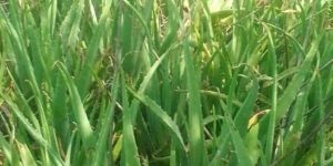 Alovera Leaf