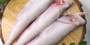 Frozen Bombay Duck Fish