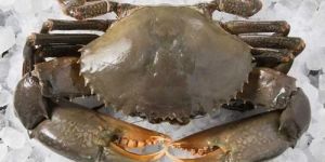 Frozen Sea Crab