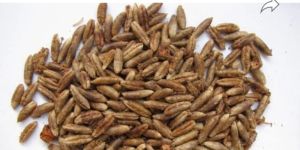 Dates Powder