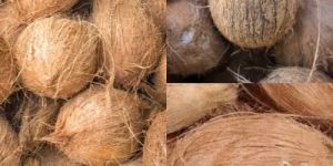Semi Husked Coconuts