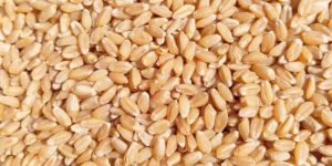 Wheat Grain