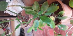 Kadamba Plant