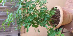 Shanka Pushpa Blue and White Flowers Plants