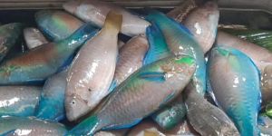 Frozen Parrot Fish