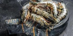 Fresh Black Tiger Prawn