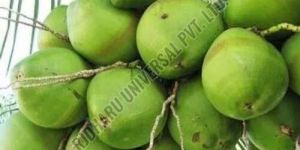 Green Tender Coconut