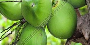 Natural Tender Coconut