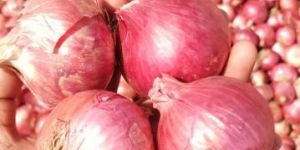 Red Onion