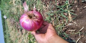 Red Onion