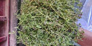 Thyme Leaves