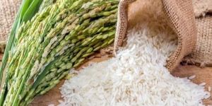 Rice