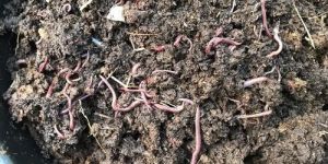 Agriculture Vermicompost