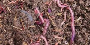 Live Earthworm for Composting