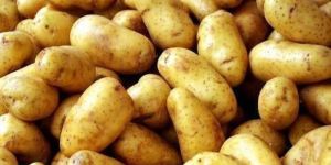 Fresh Jyoti Potato