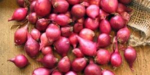 Small Red Onion