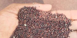Black Mustard Seeds