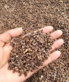 Kuttu Buckwheat Seeds