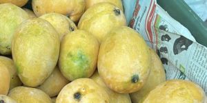 Badam Mango