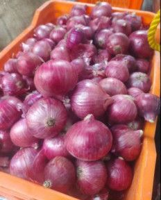 Fresh Big Onion