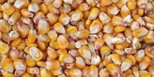 Maize