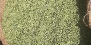 Fennel Seeds