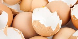 Egg Shells