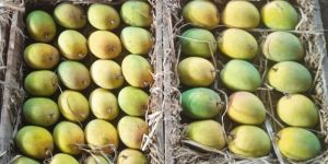 Natural Ratnagiri Hapus Mango