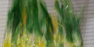 domestic loose feathers