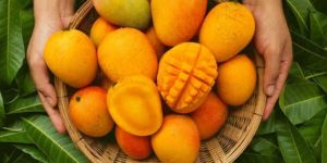 Alphonso Mangoes