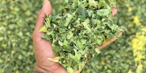 Moringa Leaves