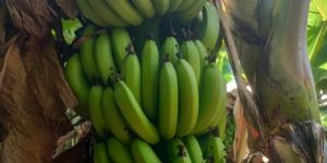 Fresh Banana Fruit