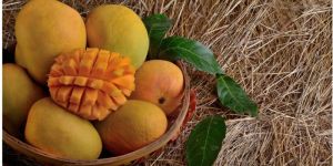 Fresh Alphonso Mangoes