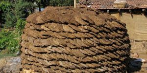 Cow Dung