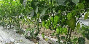 Bhut Jolokia
