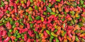 Fresh King Chilli