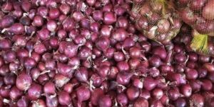 Red Onion