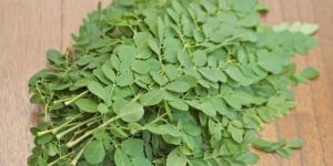 Moringa Leaves