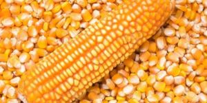 Yellow Maize