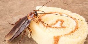 Cockroach Control Services