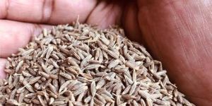 Organic Cumin Seeds