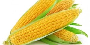Sweet Corns
