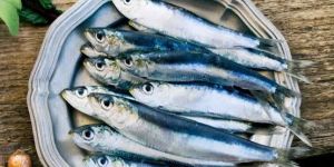 Sardine Fish