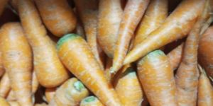 Carrot Orange